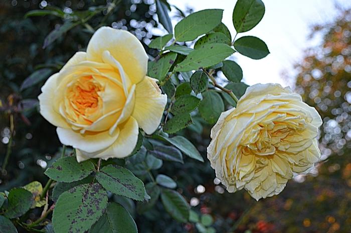 Rosa David Austin Teasing Georgia