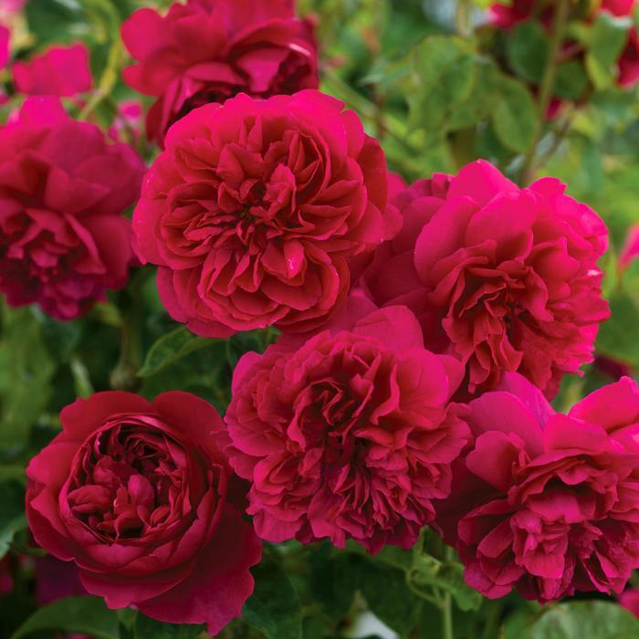 Rosa David Austin Thomas à Becket™