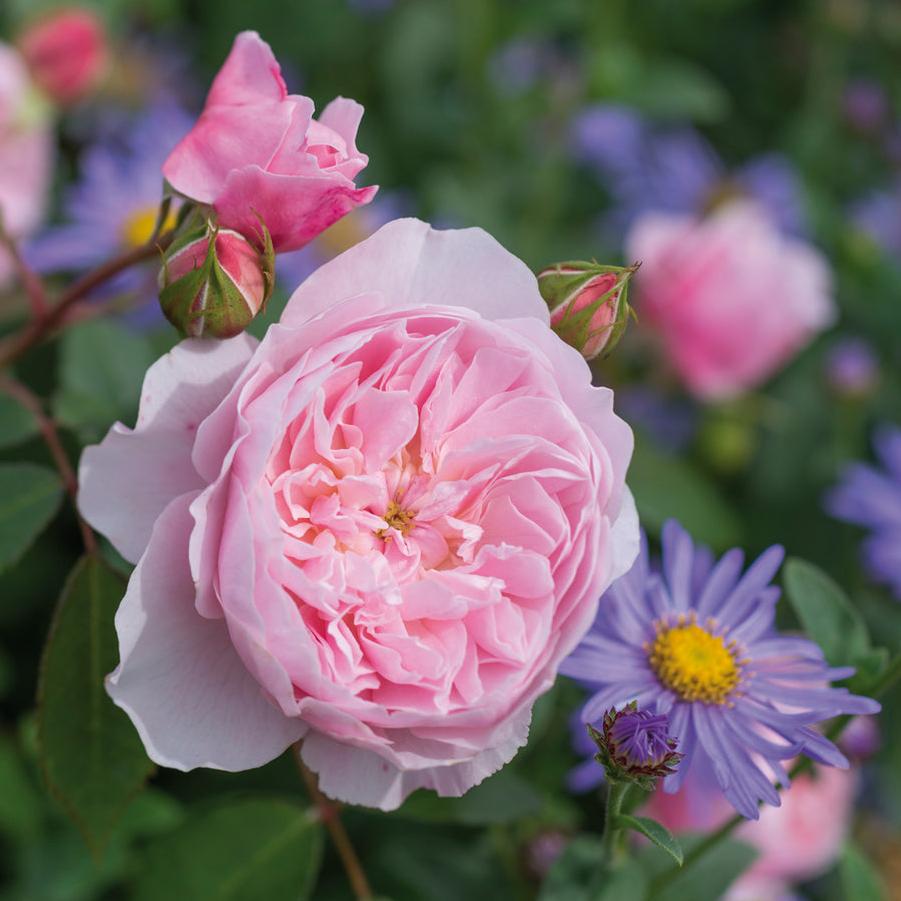 Rosa David Austin Wisley PPAF