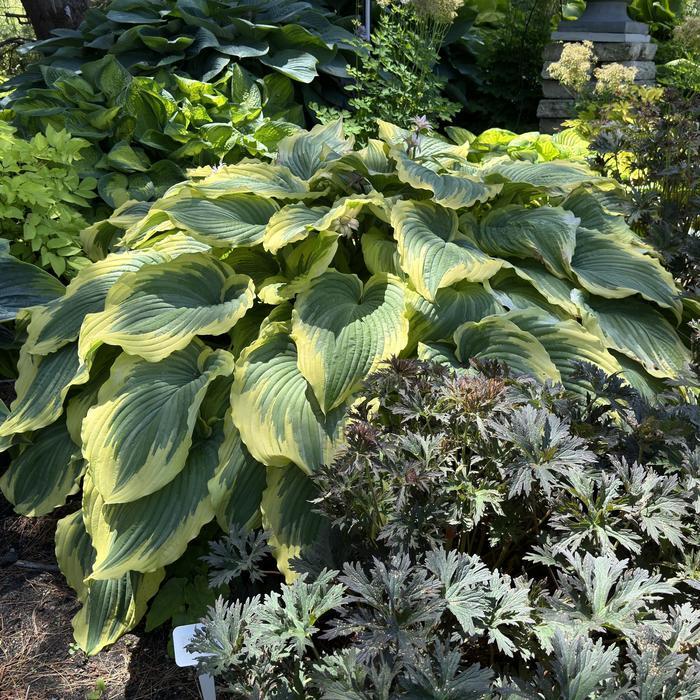 Hosta Drop-dead Gorgeous