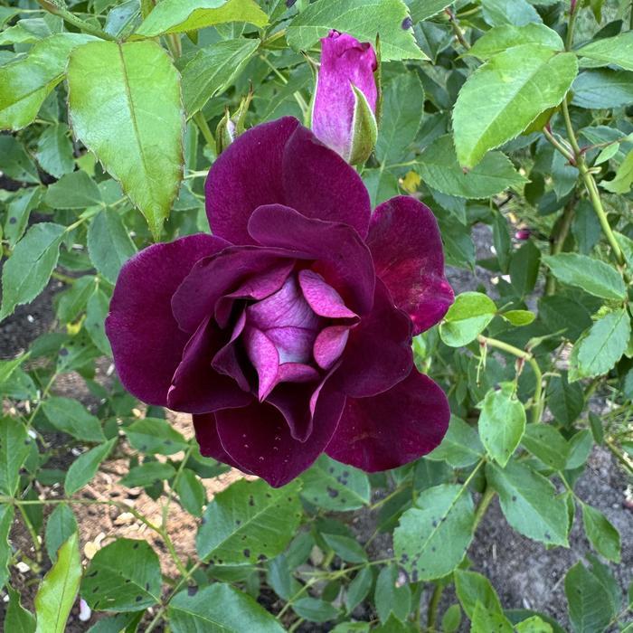 Rosa Floribunda Burgundy Iceberg™ PP16198