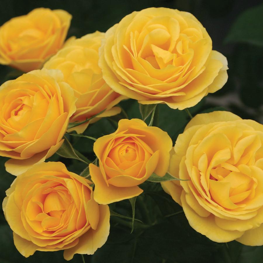 Rosa Tree 24 Sunbeam™ Veranda® PP23314