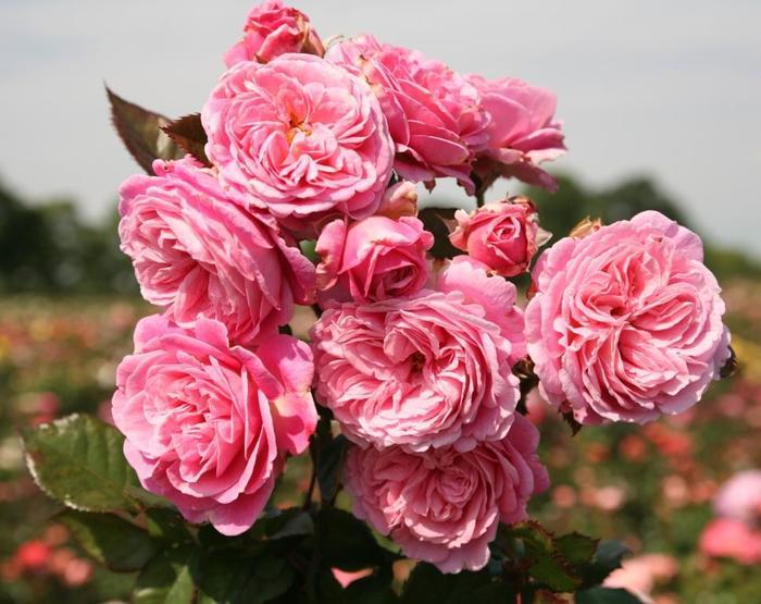 Rosa Floribunda Summer Romance™ Parfuma® PP25993