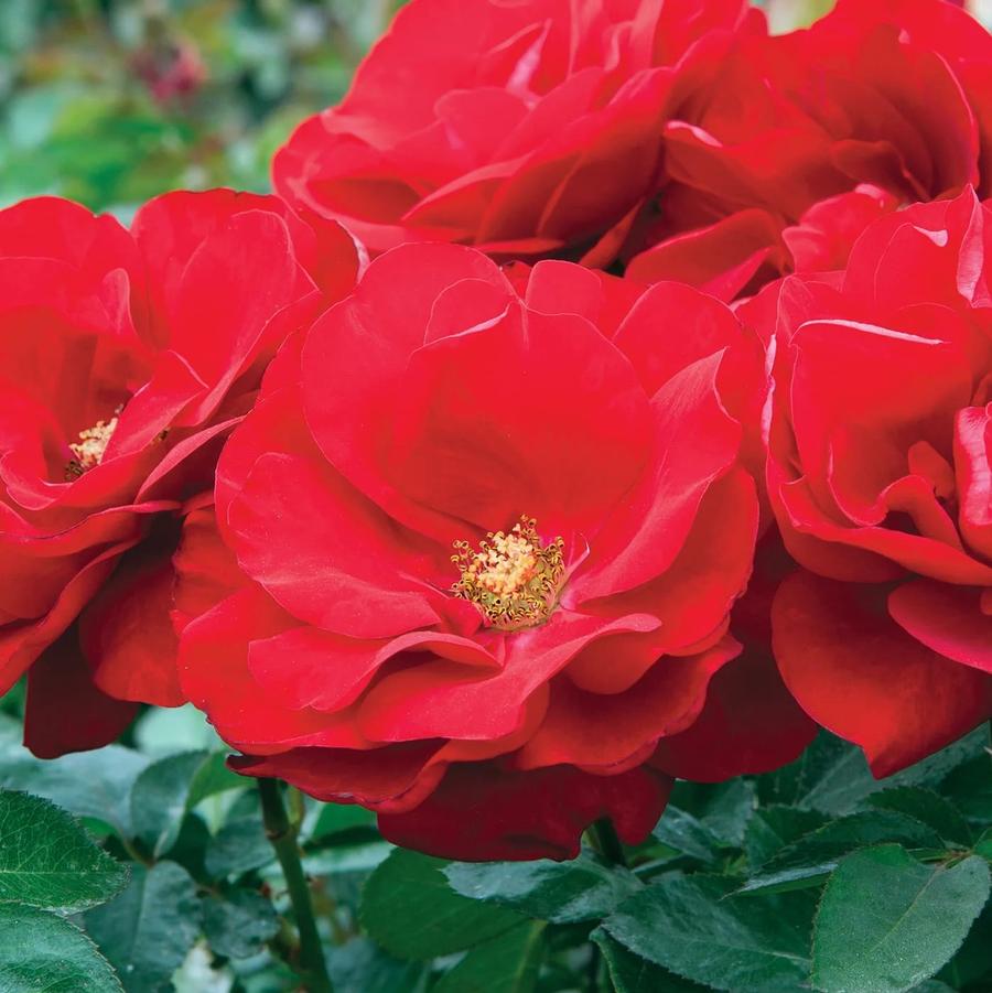 Rosa Floribunda Preference PP15878