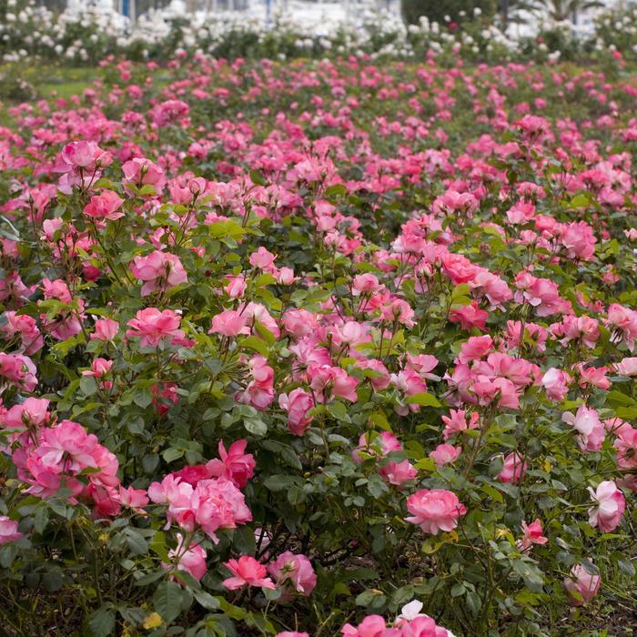 Rosa Floribunda Passionate Kisses®