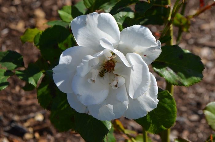 Rosa Floribunda Margaret Merril