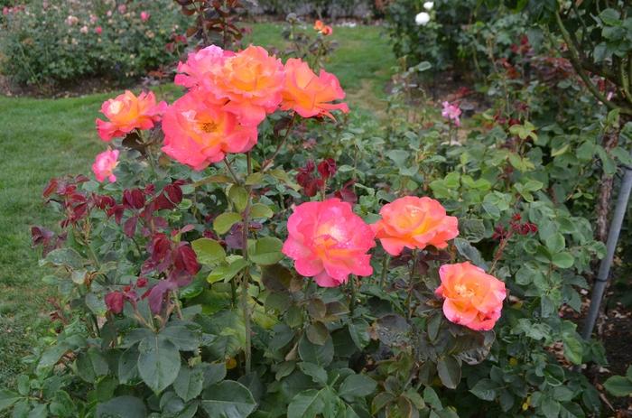 Rosa Floribunda Mardi Gras PP19571