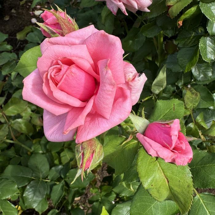 Rosa Floribunda Gene Boerner
