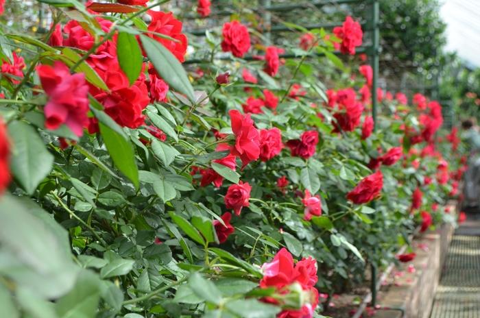 Rosa Floribunda Europeana