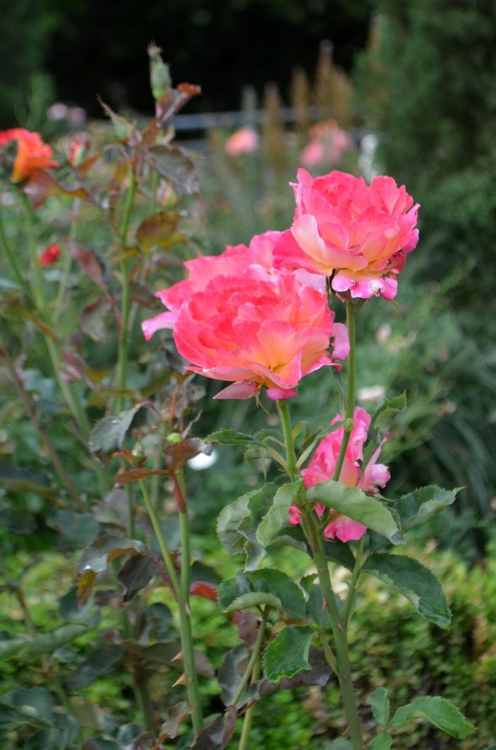 Rosa Floribunda Easy Does It™ PPAF