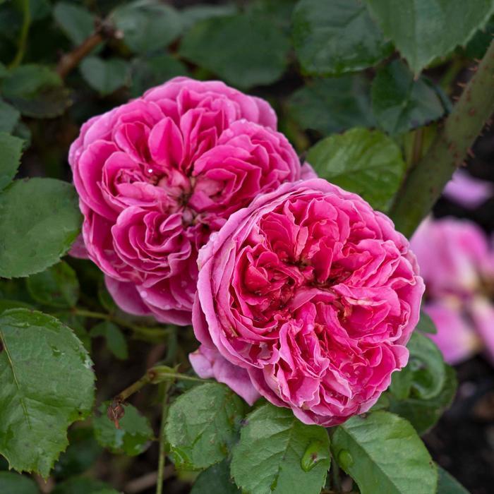 Rosa Floribunda PowerPuff™ Pink PP36660