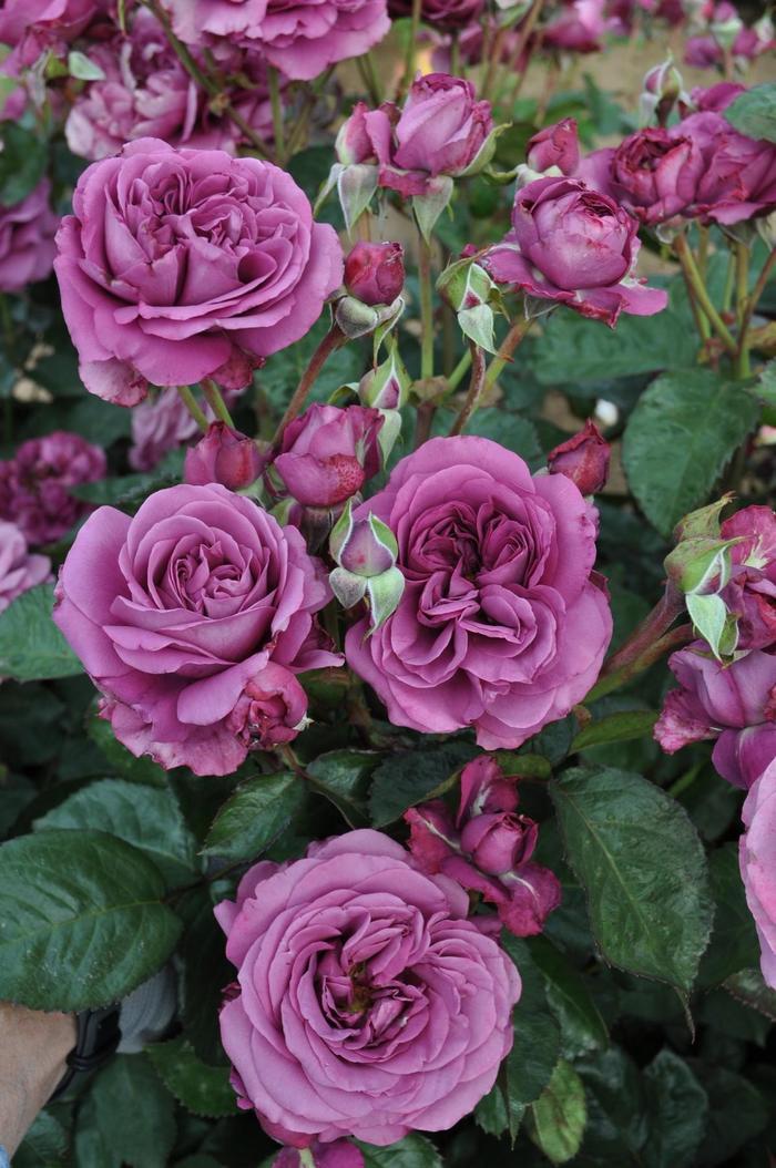 Rosa Tree 36 Sunbelt® Plum Perfect PP22691