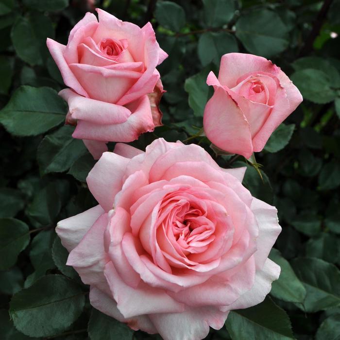 Rosa Hybrid Tea Sunbelt® Savannah™ PP26285