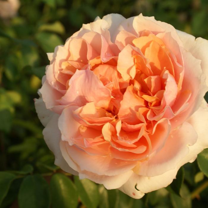 Rosa Floribunda Sunbelt® Soul Sister™ PP25290