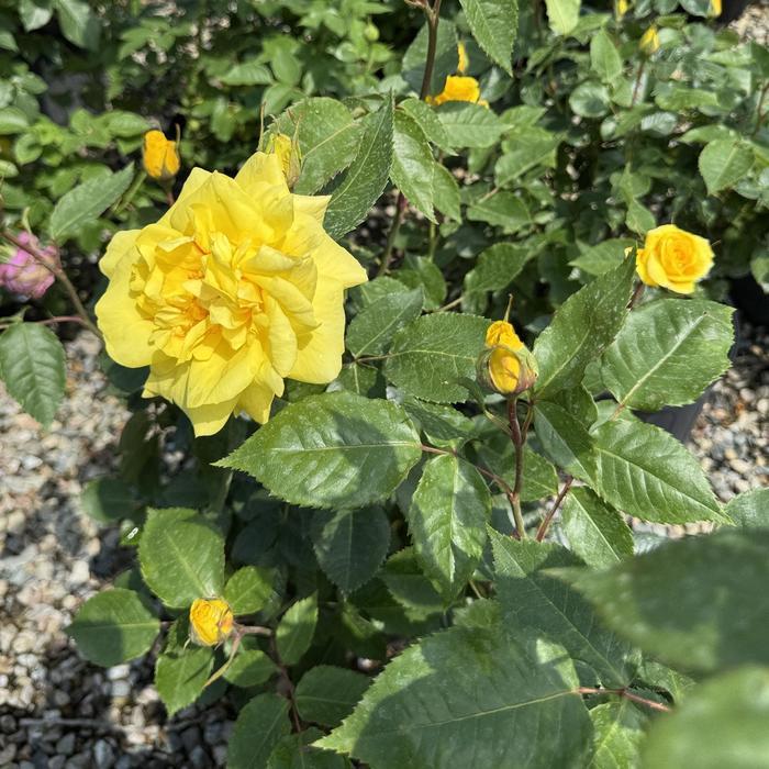 Rosa Floribunda Sunsprite