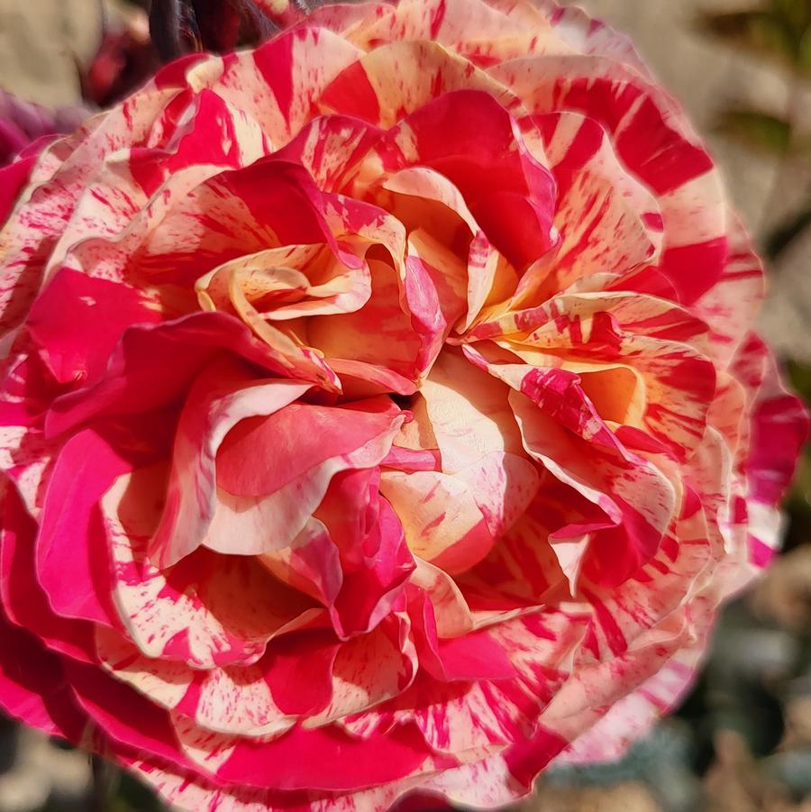 Rosa Floribunda Winning Streak™ PP36641