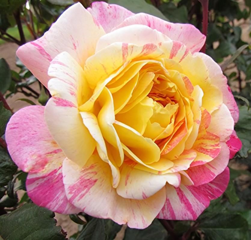 Rosa Grandiflora All American Magic™ PP20711