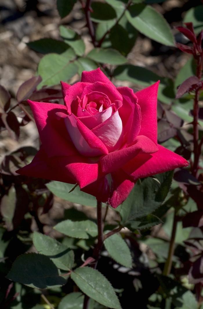 Rosa Grandiflora Love