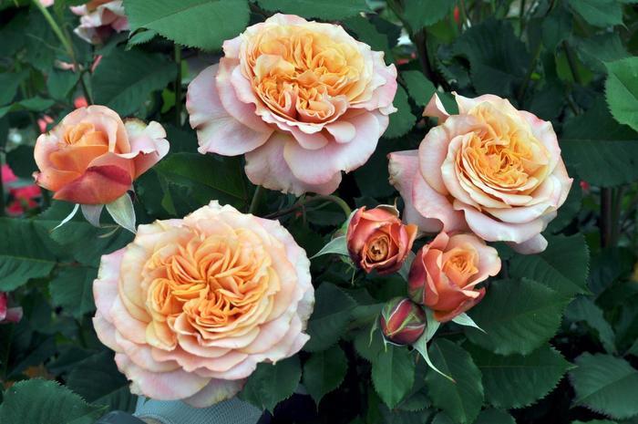 Rosa Grandiflora Sunbelt® Crazy Love™ PP26870