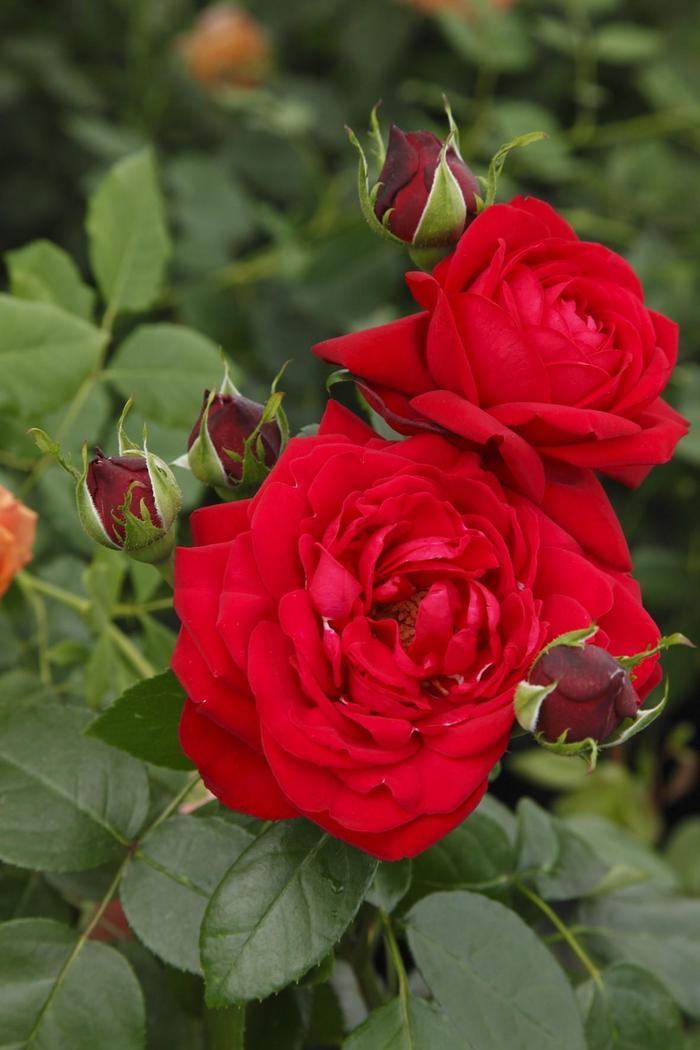 Rosa Grandiflora Tiamo™ PP30142