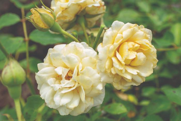 Rosa Groundcover Buttercream Drift® PP35825