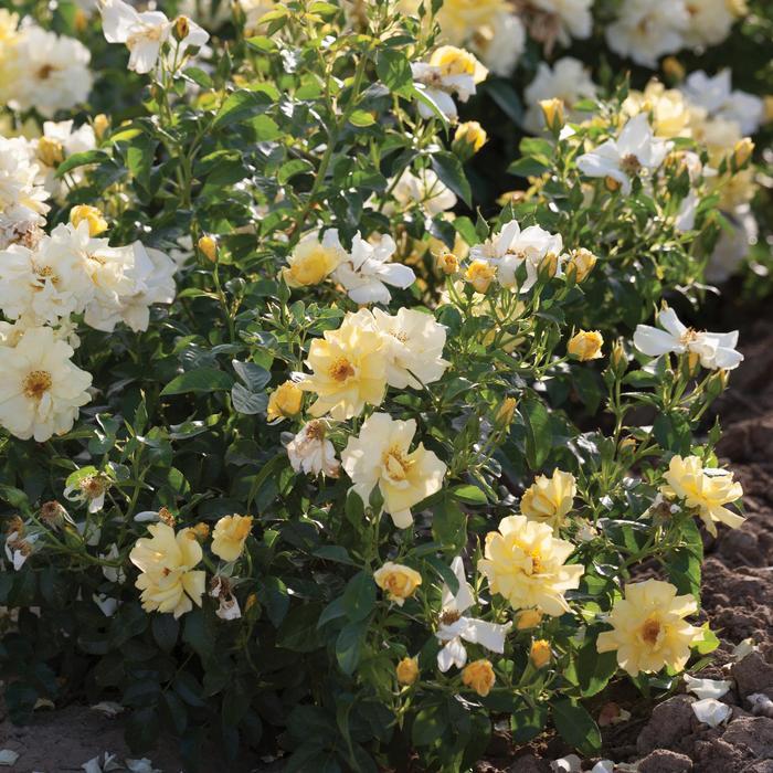 Rosa Groundcover Lemon Drift® PP20635