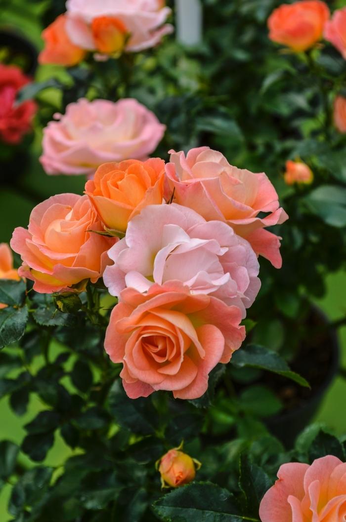 Rosa Tree 36 Peach Drift® PP18542