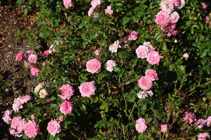 Rosa Groundcover Sweet Drift® PP21612