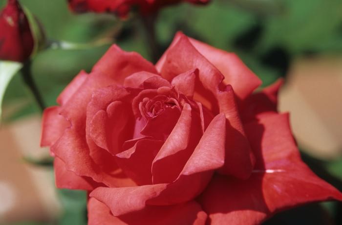Rosa Hybrid Tea Dolly Parton
