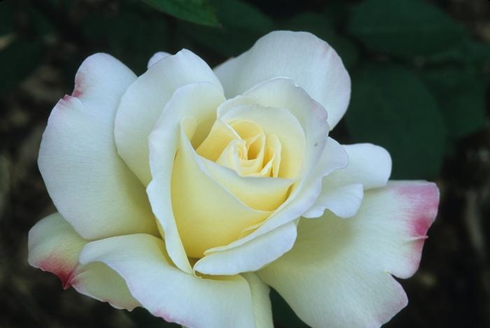 Rosa Hybrid Tea Garden Party