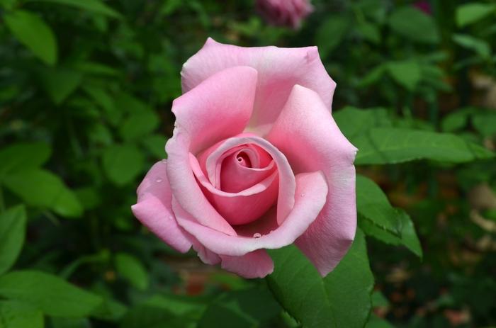 Rosa Hybrid Tea Memorial Day® PP16572