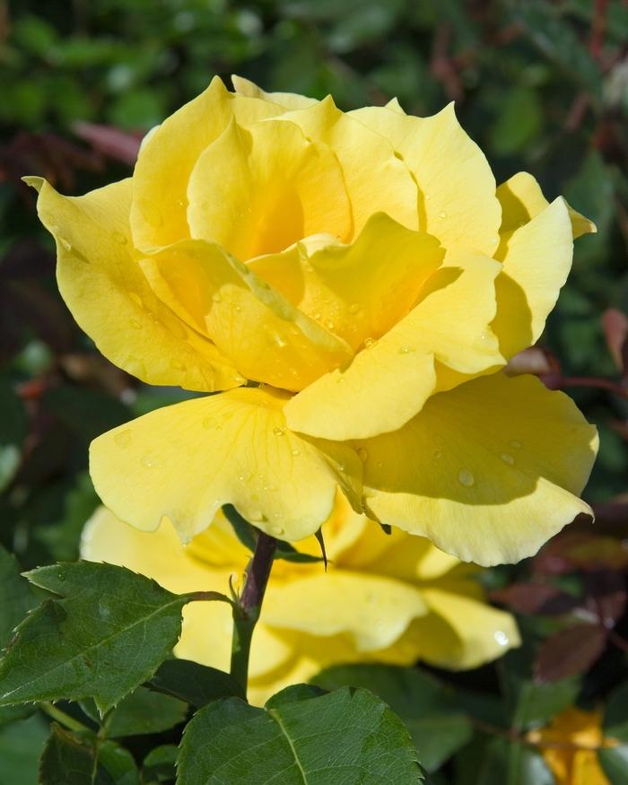 Rosa Hybrid Tea Midas Touch™