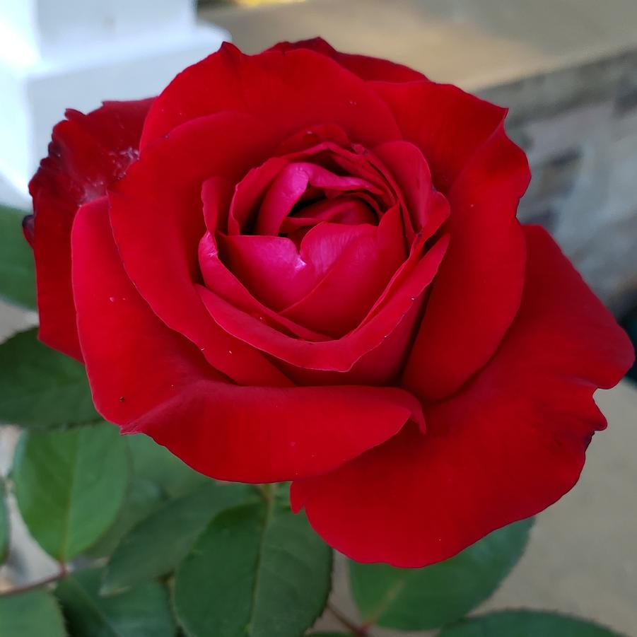 Rosa Hybrid Tea Proud Land