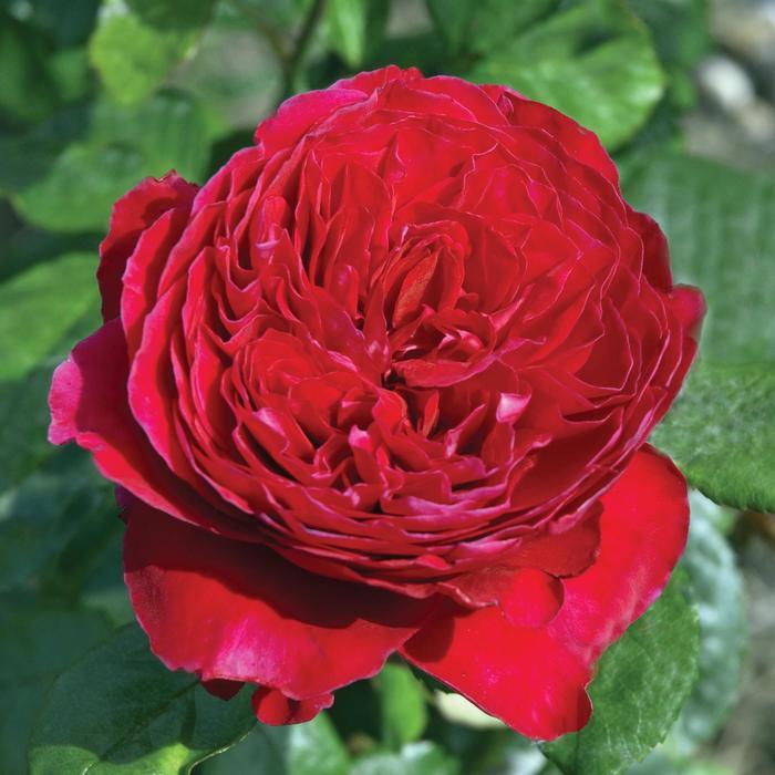 Rosa Hybrid Tea Rouge Royale™ PP14039