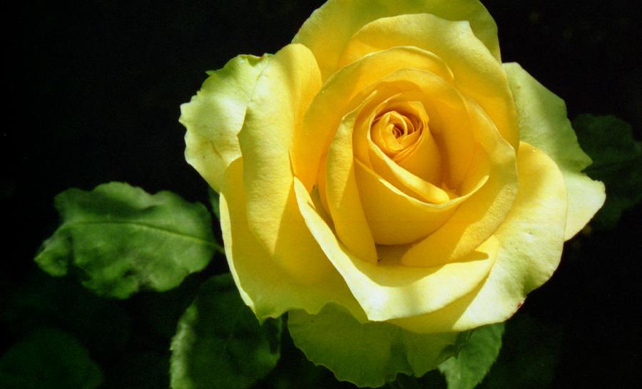 Rosa Hybrid Tea St. Patrick®