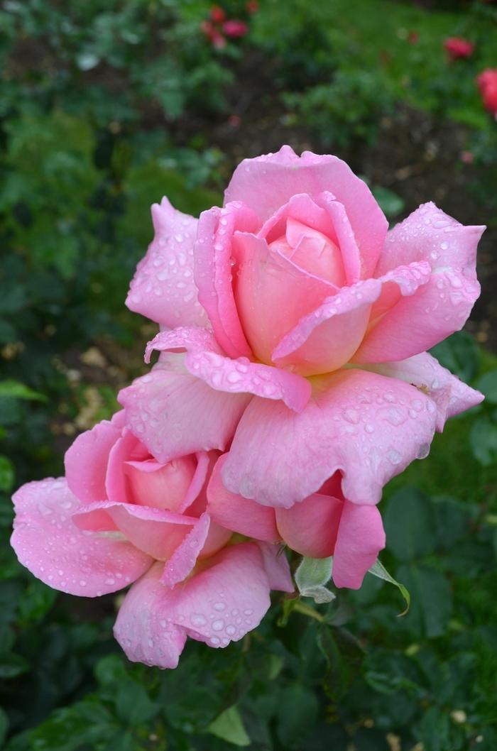 Rosa Hybrid Tea Tiffany