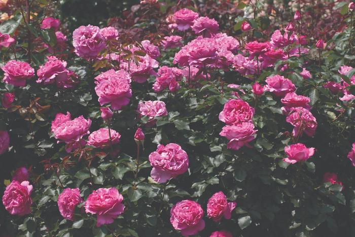 Rosa Hybrid Tea Yves Piaget®