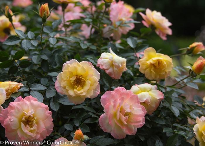 Rosa Shrub Oso Easy® Italian Ice® PP26532