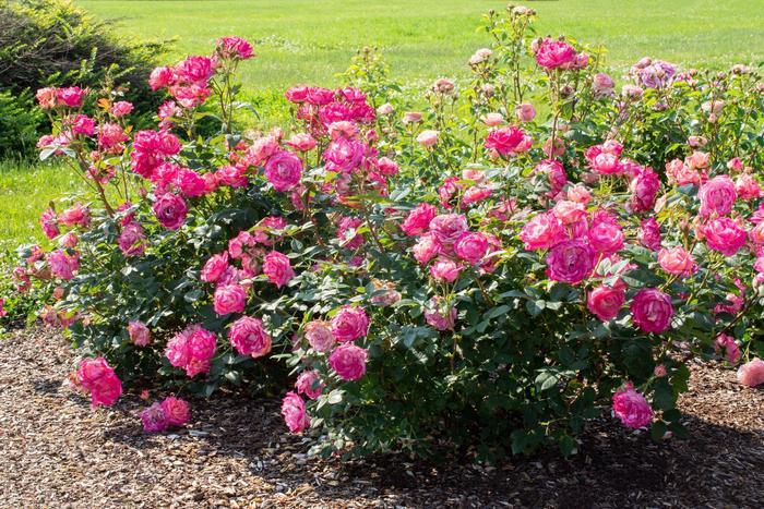 Rosa Shrub Peppermint Pop™ PP22172