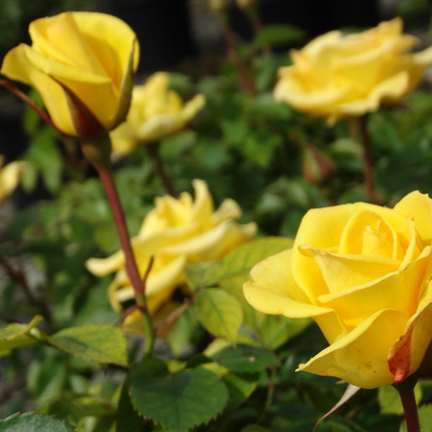 Rosa Tree 36 Gilded Sun™ PP27894