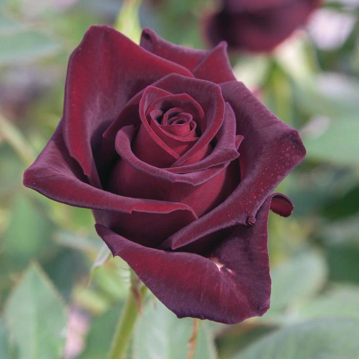Rosa Tree 36 Black Baccara®