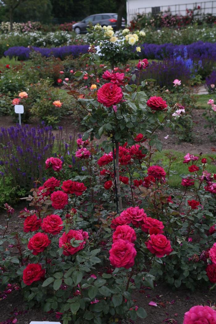 Rosa Hybrid Tea Eleganza® Gypsy Soul™ PP29272