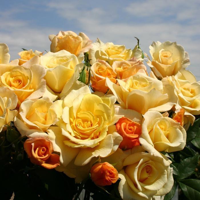 Rosa Hybrid Tea Eleganza® Sunny Sky™ PP22352