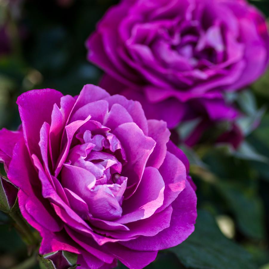 Rosa Hybrid Tea Heirloom