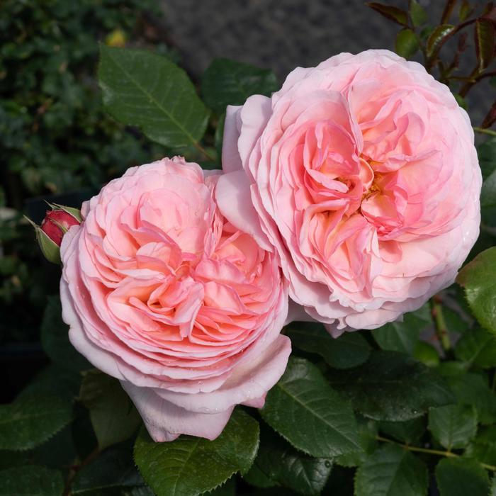 Rosa Hybrid Tea Martha Stewart PP33753