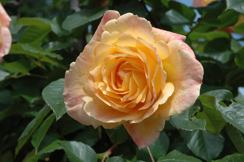 Rosa Climbing Garden Sun™