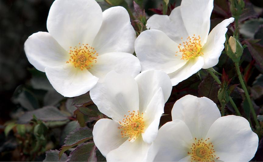 Rosa Shrub White Knock Out® PP20273
