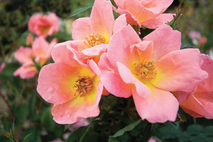 Rosa Shrub Rainbow Knock Out® PP17346