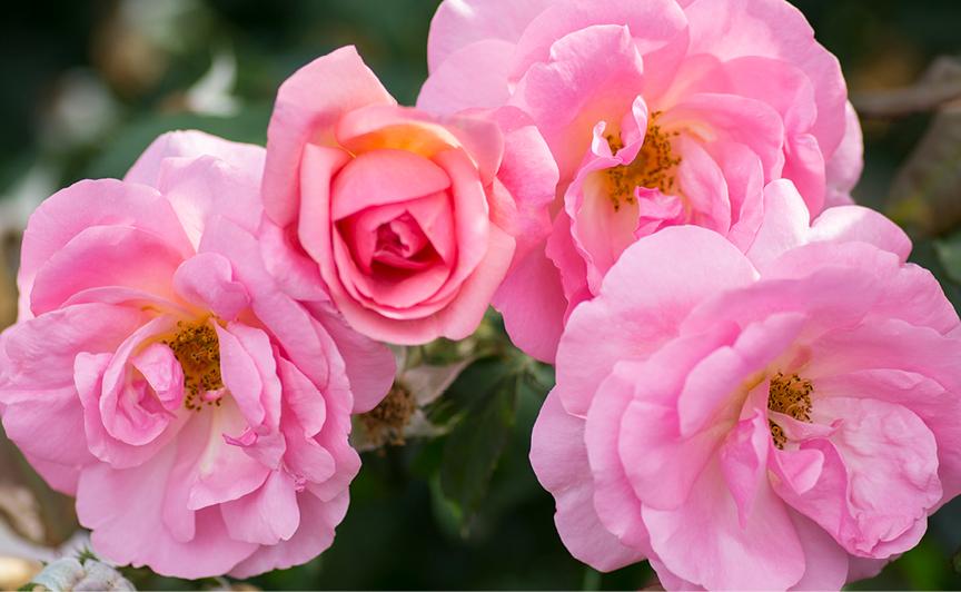 Rosa Shrub Peachy Knock Out® PP25628