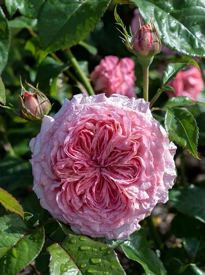 Rosa Tree 36 Romantica® Ball Gown™ PP35892